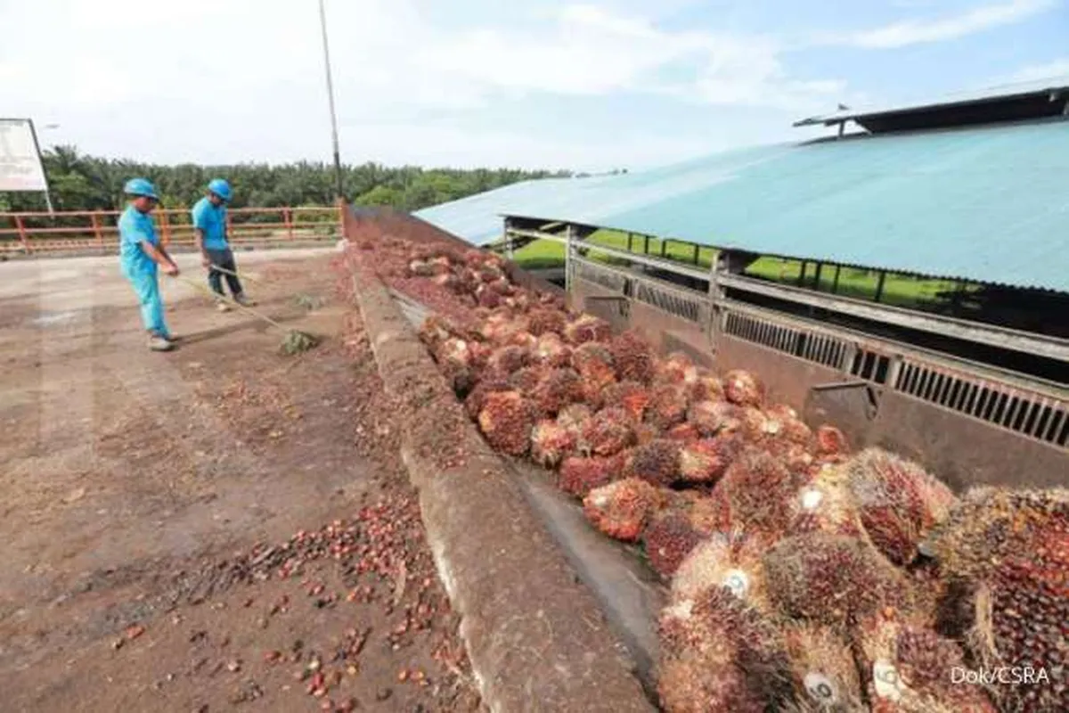 Pabrik Kelapa Sawit Cisadane Sawit Raya (CSRA) di Sumut Segera Beroperasi