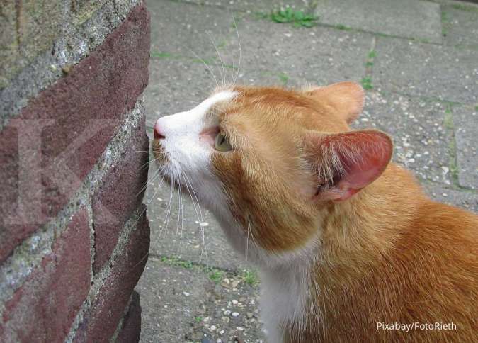 Ini Hal-Hal yang Harus Dilakukan untuk Mengatasi Kucing yang Keracunan