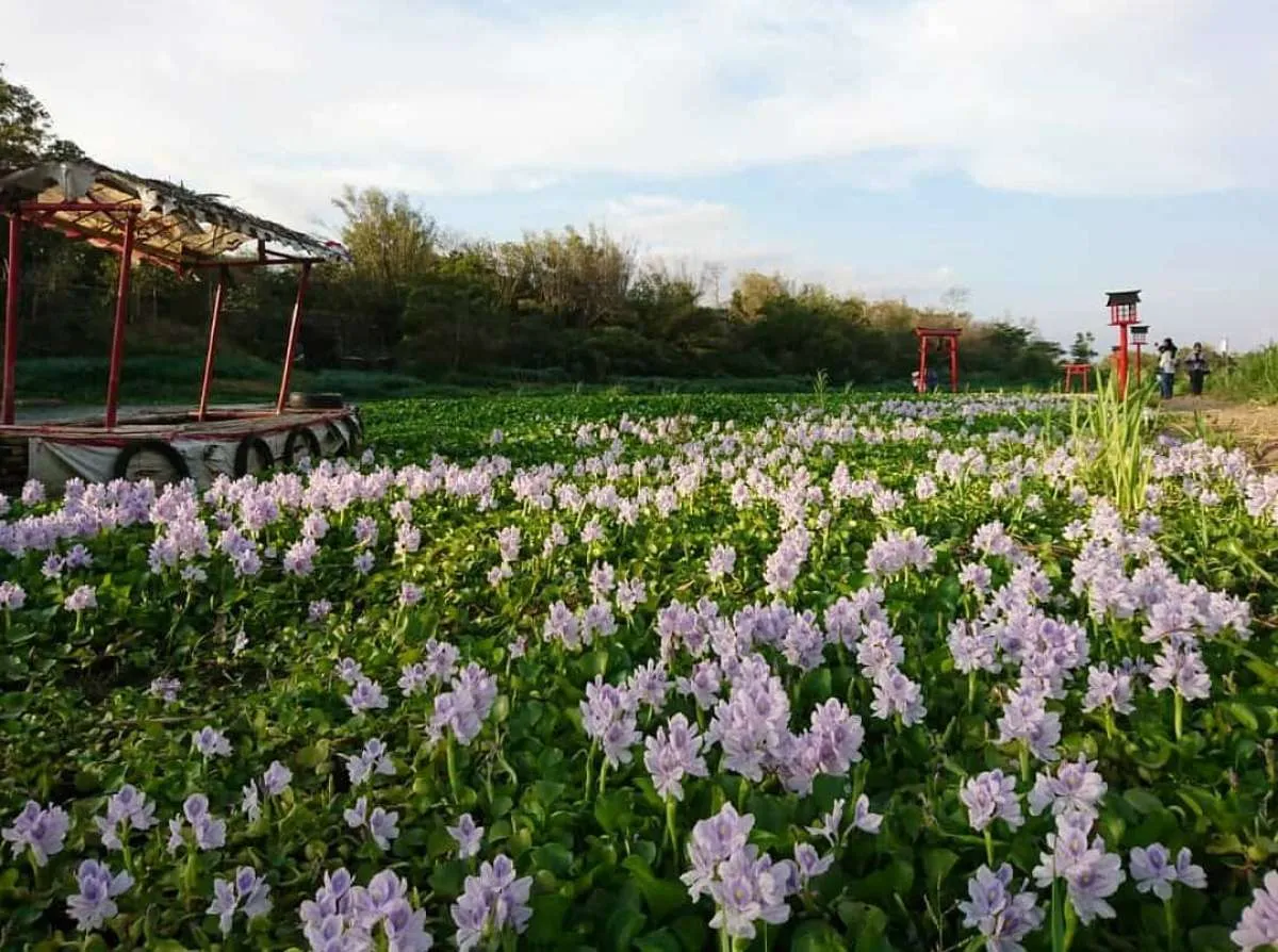 Seperti di Jepang, tempat wisata ini ternyata ada di Yogyakarta