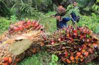 PT BIA Gelar Konsultasi Publik untuk Program Konservasi Masyarakat di Merauke