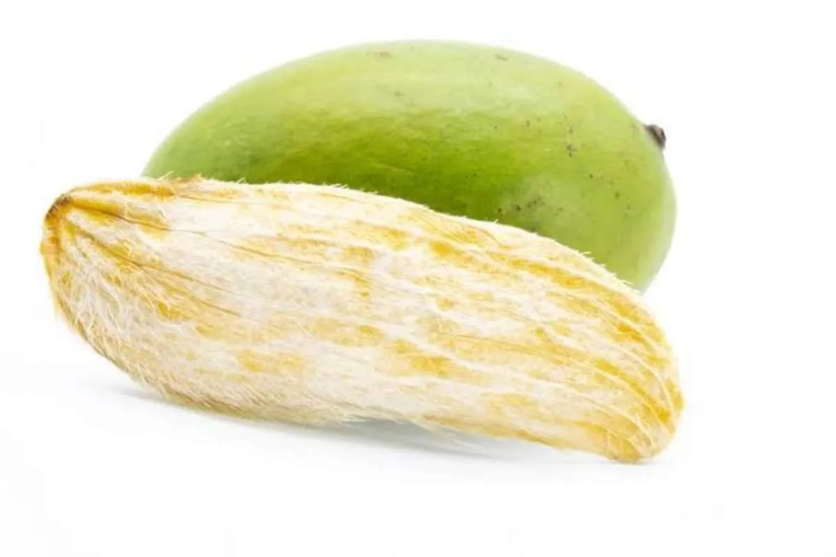 Bukan Sampah! Ini 6 Manfaat Biji Mangga, Bisa Menurunkan Gula Darah Tinggi