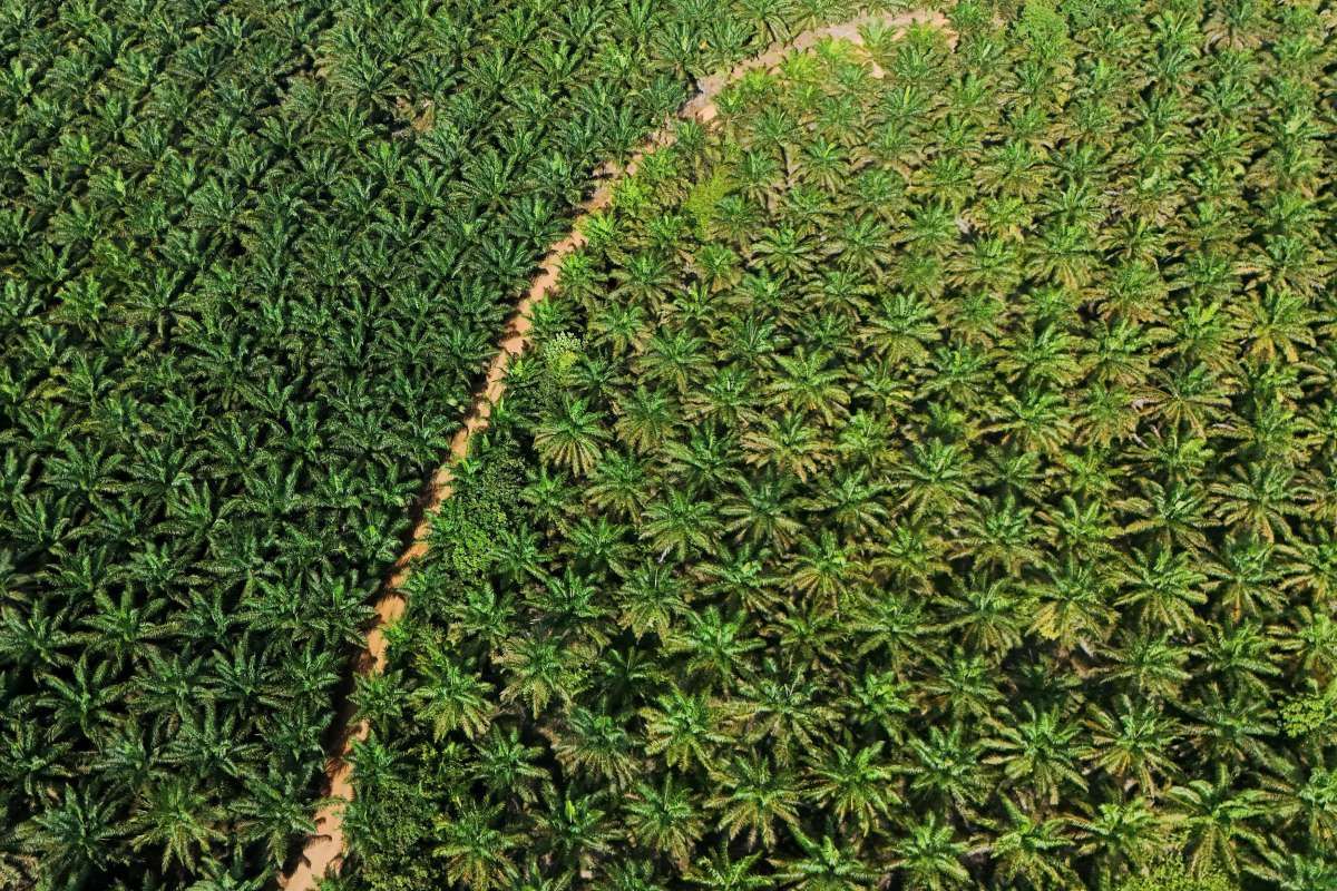 Transformasi SGRO, Akuisisi Posco Ubah Total Arah Bisnis Mantan Emiten Sampoerna Ini