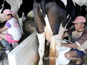 Peternak sapi perah harapkan subsidi harga dan pakan