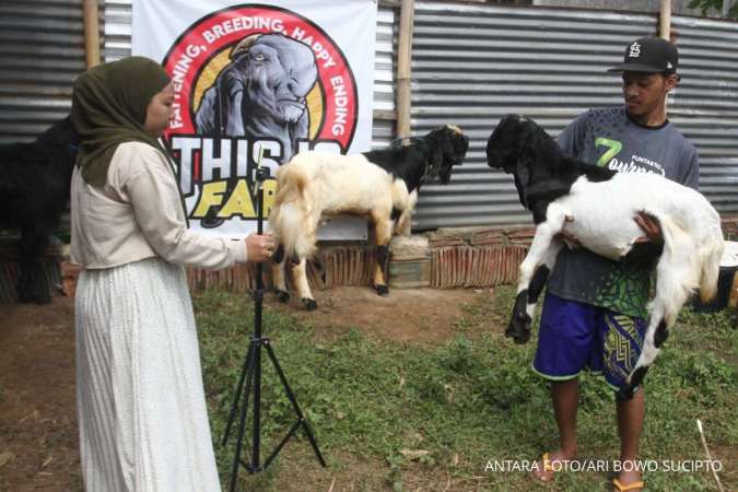 Idul Adha Jatuh Tanggal 6 Juni, Simak Harga Sapi dan Kambing Kurban di Sumatera Utara