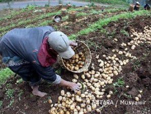 Impor kentang masih berjalan, petani lokal terjepit