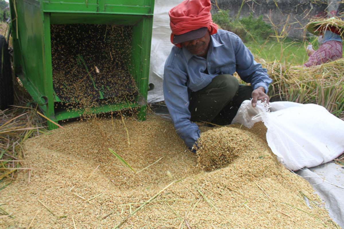Pemerintah Memacu Produksi Beras di Tengah Tantangan La Nina