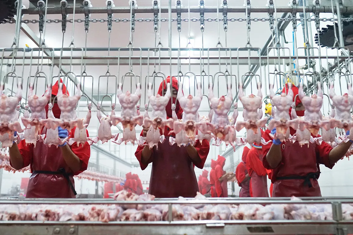 Ini Fokus Widodo Makmur Unggas (WMUU) Usai Restrukturisasi Utang Rampung