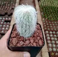 jenis kaktus: kaktus uban