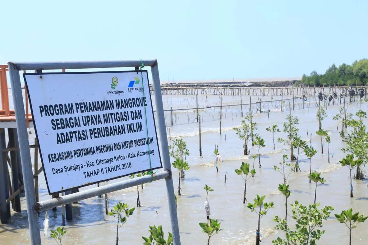 Ekowisata mangrove tingkatkan perekonomian masyarakat Pasir Putih Karawang