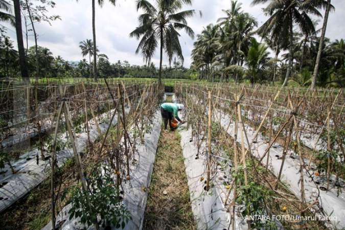 La Nina Datang, Produksi Hortikultura Diproyeksi Terganggu