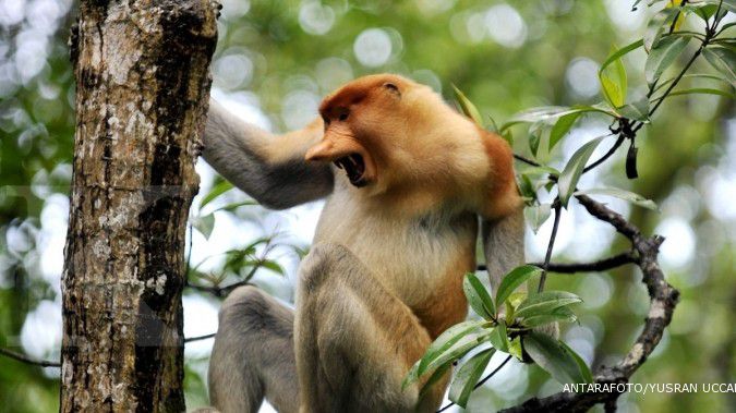Pengelola Ragunan tolak monyet dari Jokowi