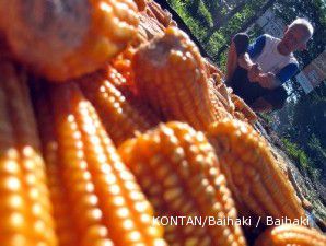 Panen gempor, jagung impor segera masuk