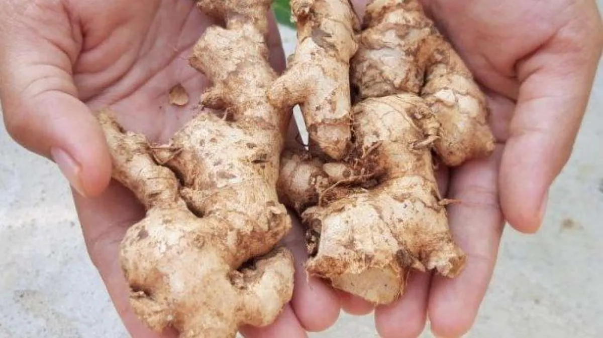 Kolesterol Kumat Langsung Tak Berkutik dengan 7 Obat Herbal Ini, Sudah Tahu? 