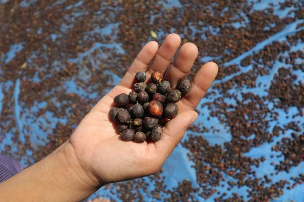 Memanjangkan Rambut dengan Kopi, Apa Bisa?