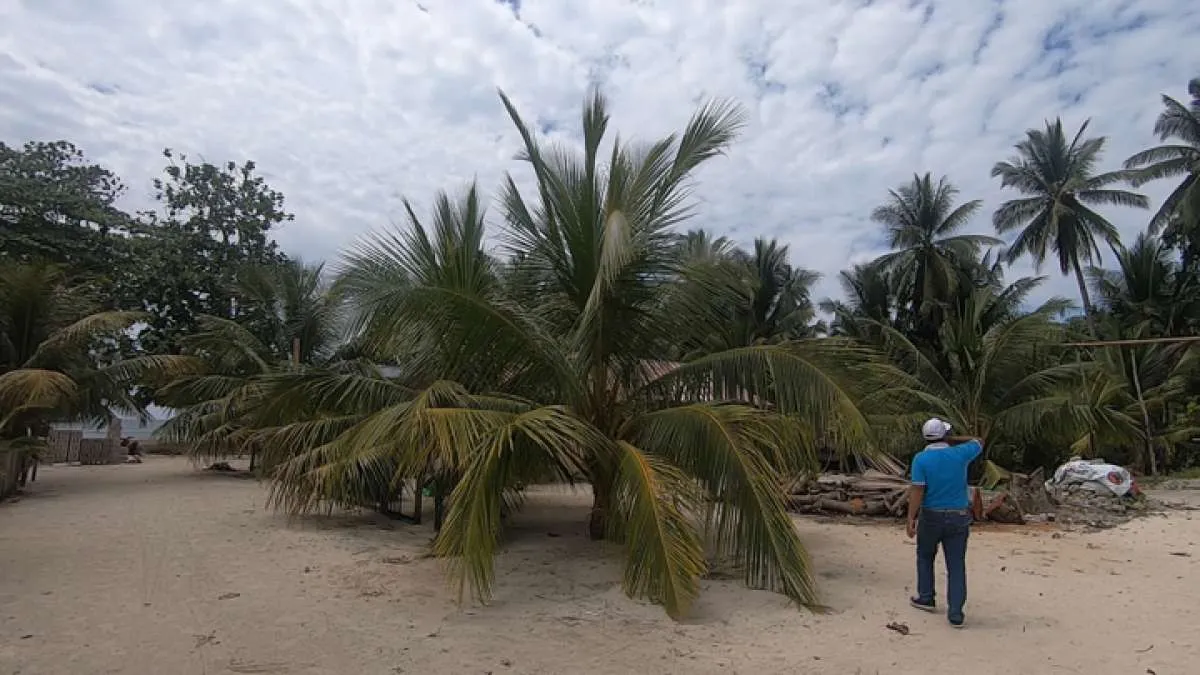 Pemerintah Siap Benahi Tata Kelola Komoditas Kelapa, Filipina Jadi Contoh