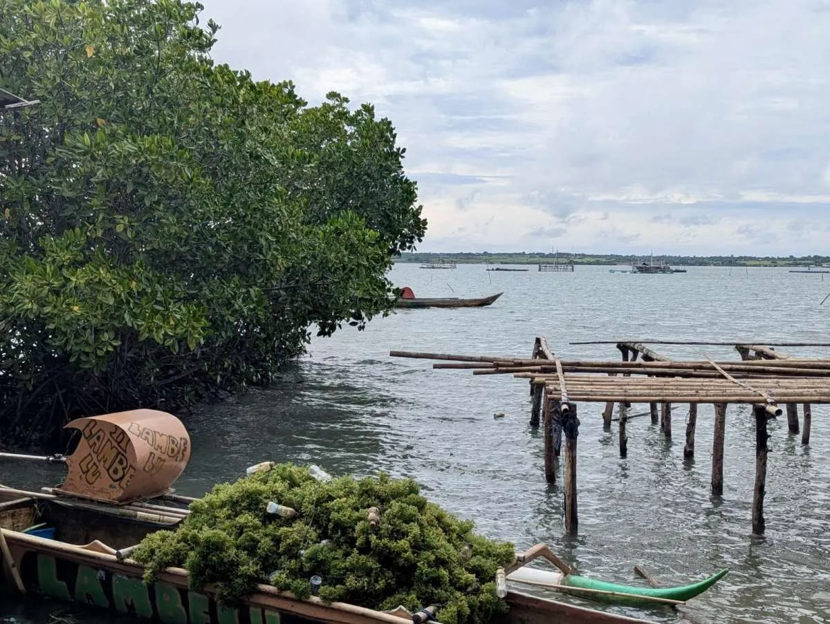 BANYU Raih Pendanaan Awal USD1,25 Juta, Dorong Transformasi Industri Rumput Laut 