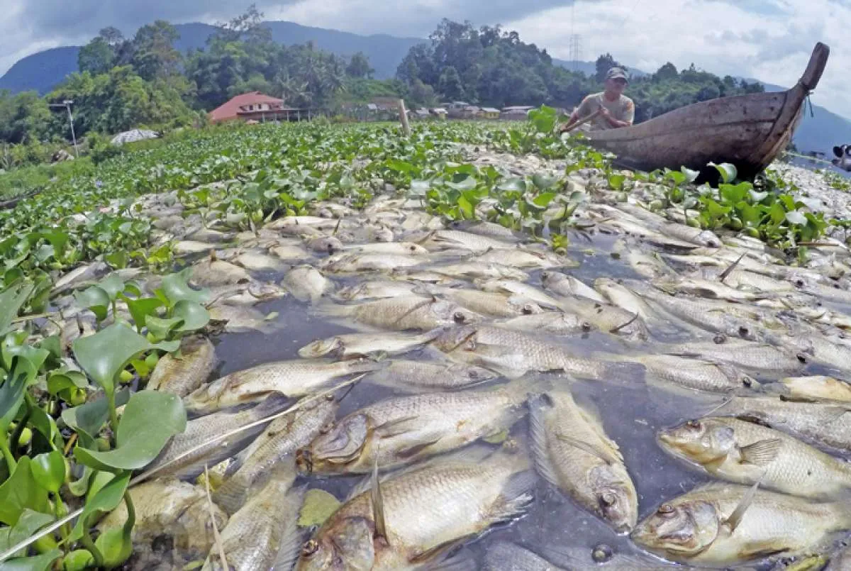 Belasan ton ikan di Danau Batur mati, kerugian petambak mencapai ratusan juta