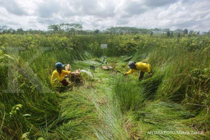 Lahan Gambut di Asia Tenggara Diperkirakan Seluas 24 Juta Hektare