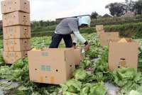 Curah Hujan Tinggi Mengusik Panen Hortikultura