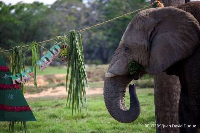 Insiden Tragis: Tujuh Gajah Tewas Tertabrak Kereta Api di India