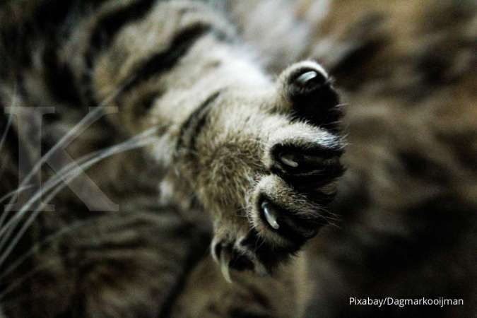 Cakaran Kucing Bahaya atau Tidak? Jangan Sepelekan, Ini Pertolongan Pertamanya