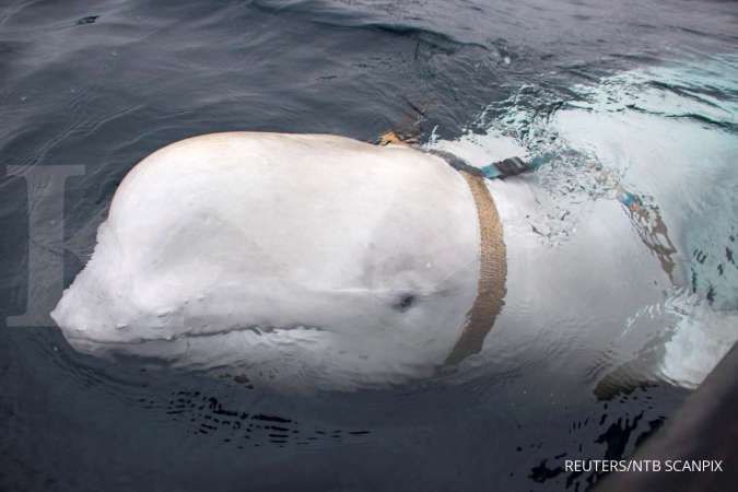 Norwegia curiga seekor paus yang hilir mudik di perairannya adalah mata-mata Rusia