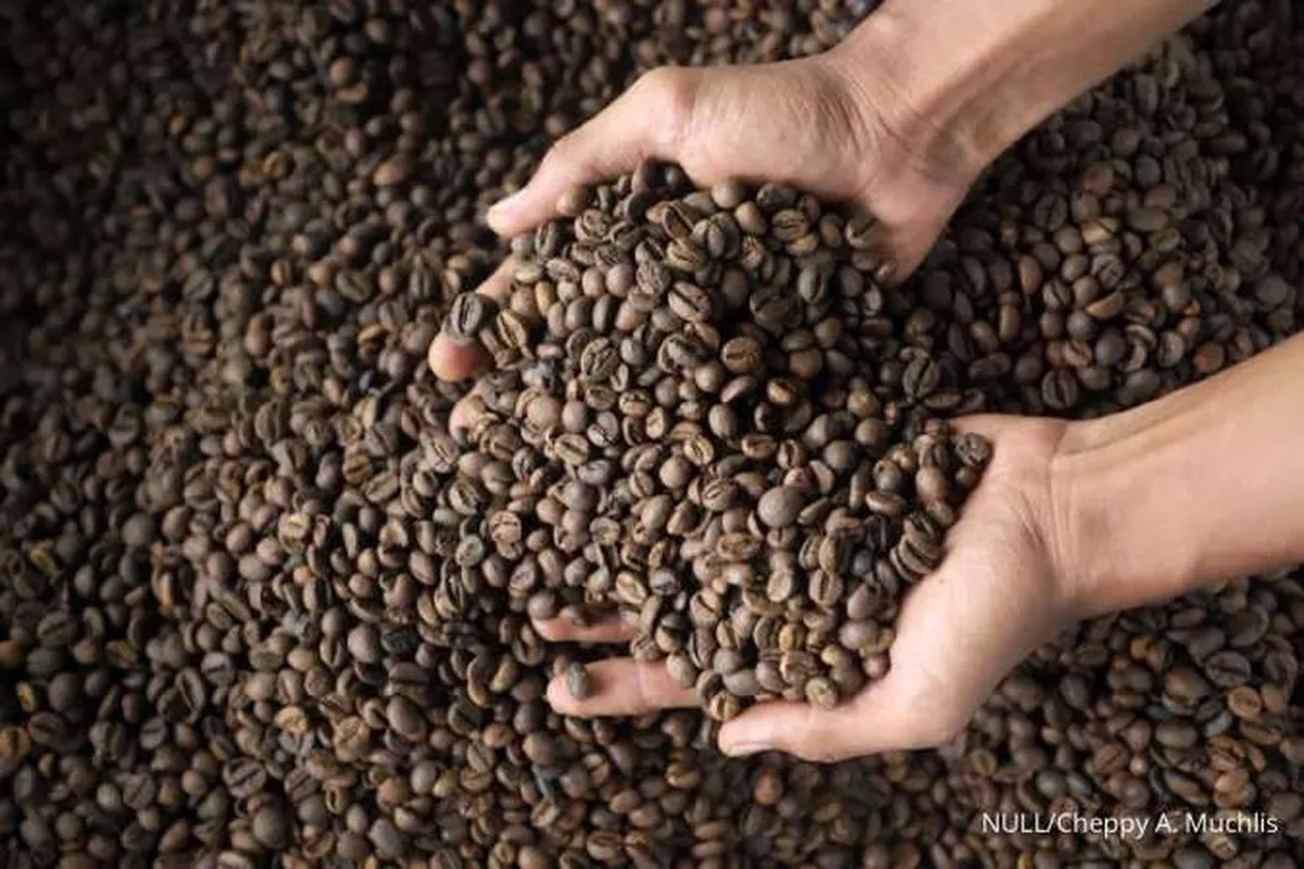 Tarif 0% ke AS Dongkrak Daya Saing, Industri Kopi Soroti Produksi yang Stagnan