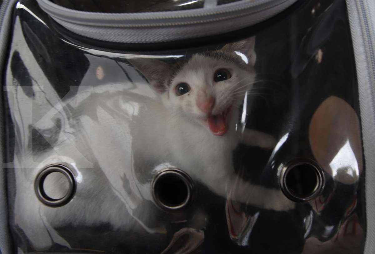 Kucing peliharaan