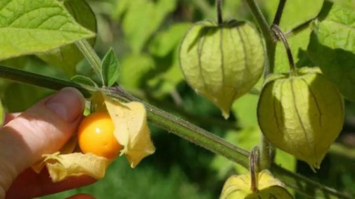 Bisa Obati Berbagai Penyakit, Ini 11 Khasiat Ciplukan untuk Kesehatan Tubuh Anda