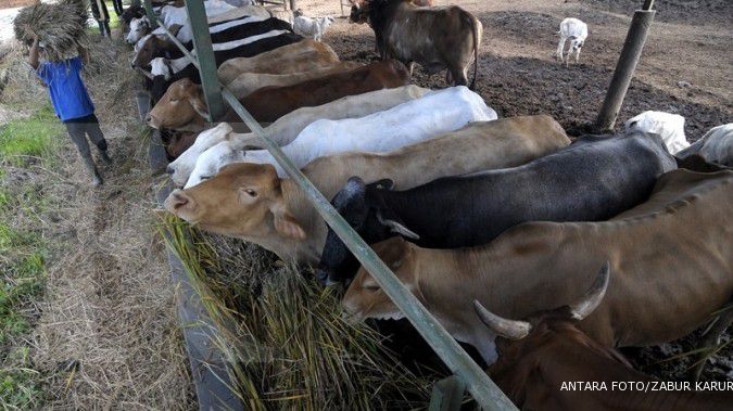 Pengusaha berebut impor sapi siap potong