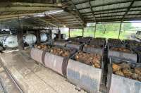 Harga CPO Masih Perkasa, Astra Agro Lestari (AALI) Siap Menggenjot Kinerja