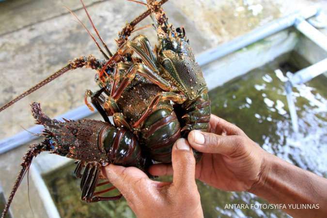 Pemerintah Memperpanjang Moratorium Ekspor Benih Lobster Sampai 2023