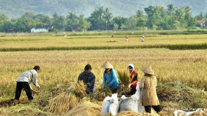 Produksi gabah diprediksi hanya naik 3,1%