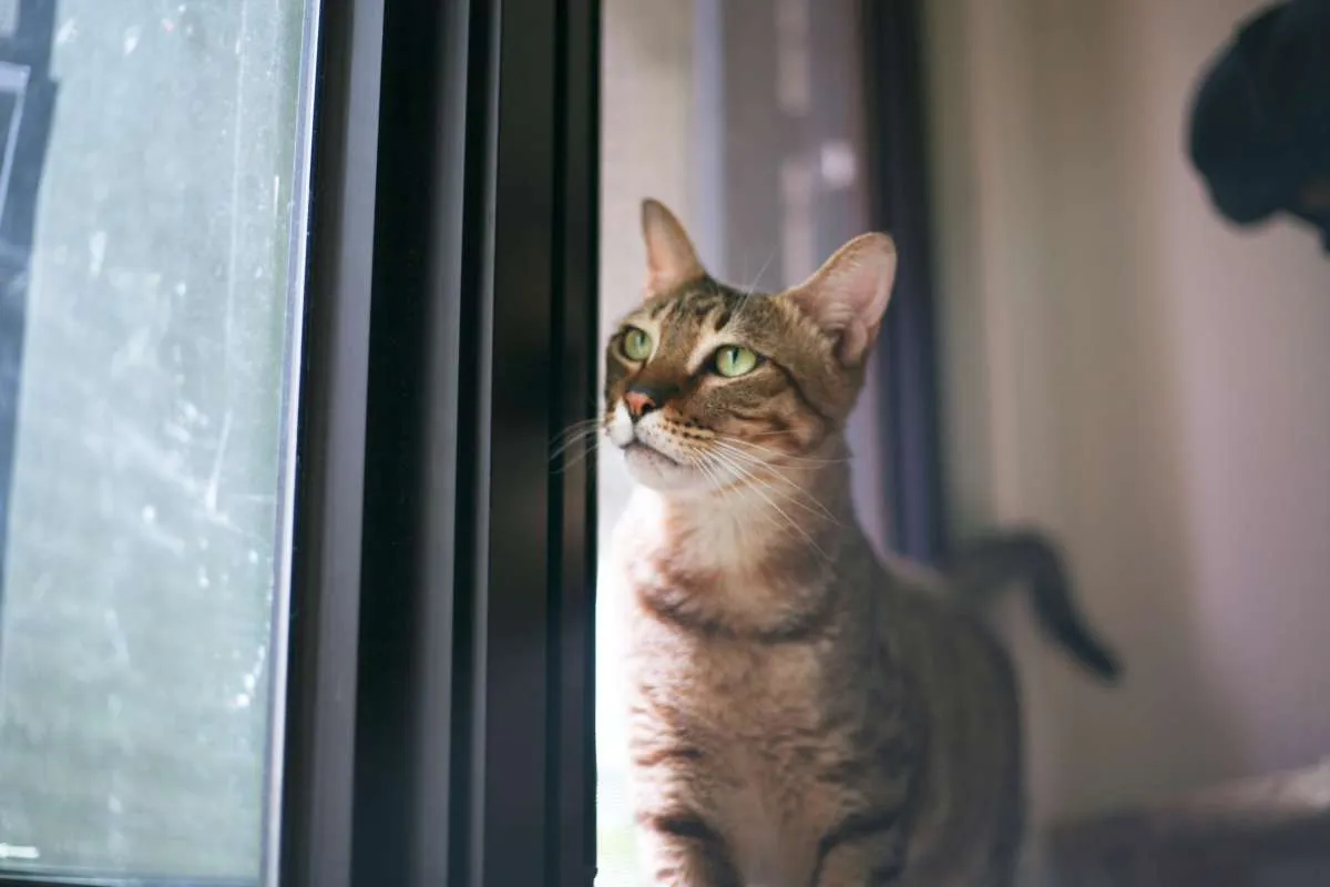 6 Hal yang harus Anda siapkan sebelum memelihara kucing di rumah