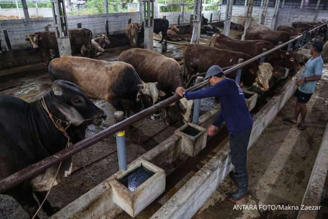 Cek Daftar Harga Sapi Kurban Idul Adha 2026 di Kulon Progo dan Yogyakarta