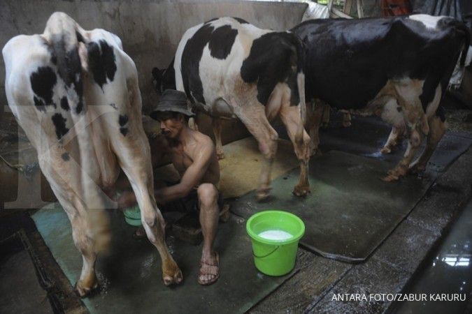 Pemerintah upayakan susu sapi segar masuk dalam Bapokting