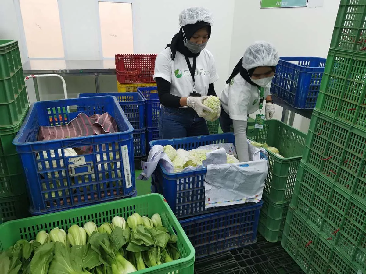 Mampu Raih Pendanaan US$ 21 Juta, CFO Startup Pertanian EdenFarm Raih Penghargaan