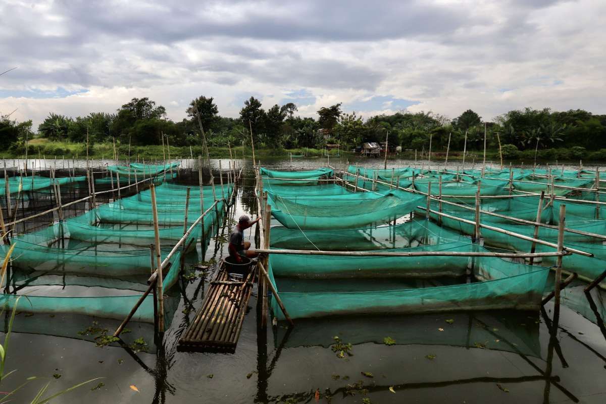 Prospek Bisnis Ikan Hias di Pasar Internasional