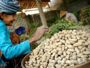 Petani NTB memasok 10% kacang tanah ke GarudaFood