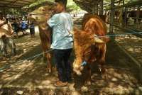  Subholding Pelindo Salurkan 45 Ekor Hewan Kurban di Hari Raya Idul Adha 2025