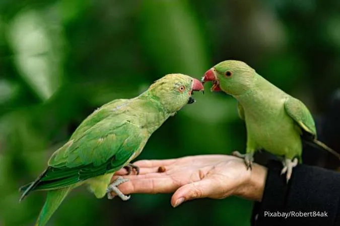 Sebelum Memelihara Burung, Perhatikan Dulu 5 Hal Ini