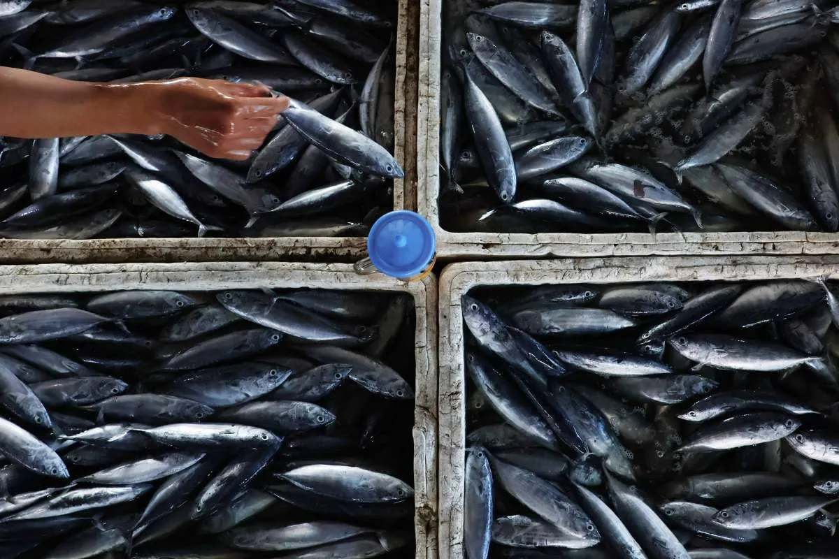 Harga Pangan Terkini di Papua: Ikan Tongkol, Cabai dan Bawang Naik, Minggu (17/11)