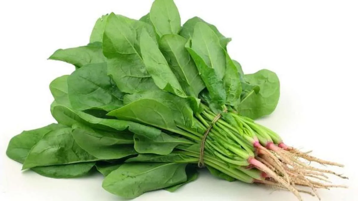 Bisa Menurunkan Berat Badan, Ini Manfaat Bayam untuk Kesehatan 
