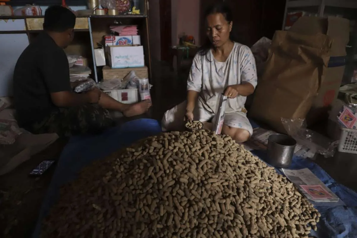 Mengupas bisnis kacang kacang rondam, usaha warisan turun temurun di Samosir (2)