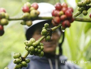 Bulan ini, ekspor kopi robusta Vietnam anjlok