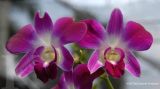 Selain Bunga tulip, Tren Tanaman Anggrek Ini Bawa Hoki & Feng Shui Positif