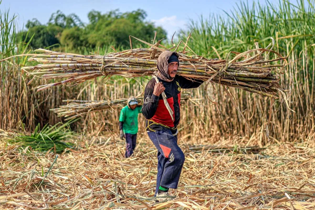 AGI Nilai Kondisi Produksi Gula Tahun Ini Masih Menantang, Ini Penghambatnya