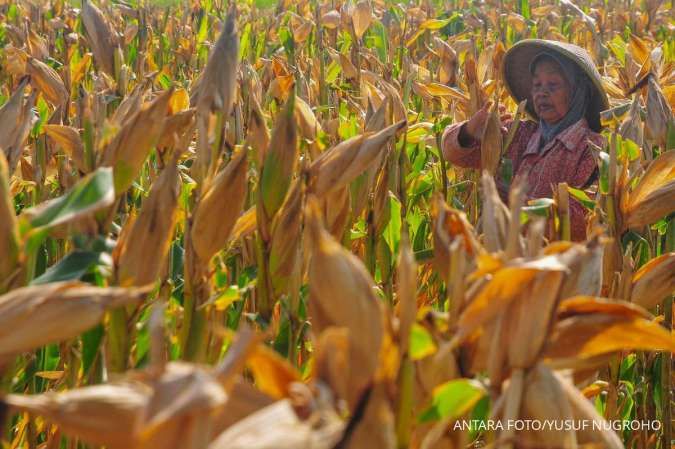 Harga Pangan Banten : Bawang Putih dan Jagung Naik, Minggu (8/12)