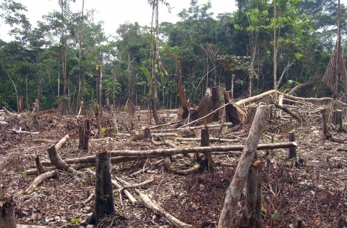 Waduh, Deforestasi Hutan Amazon Capai Rekor Tertinggi