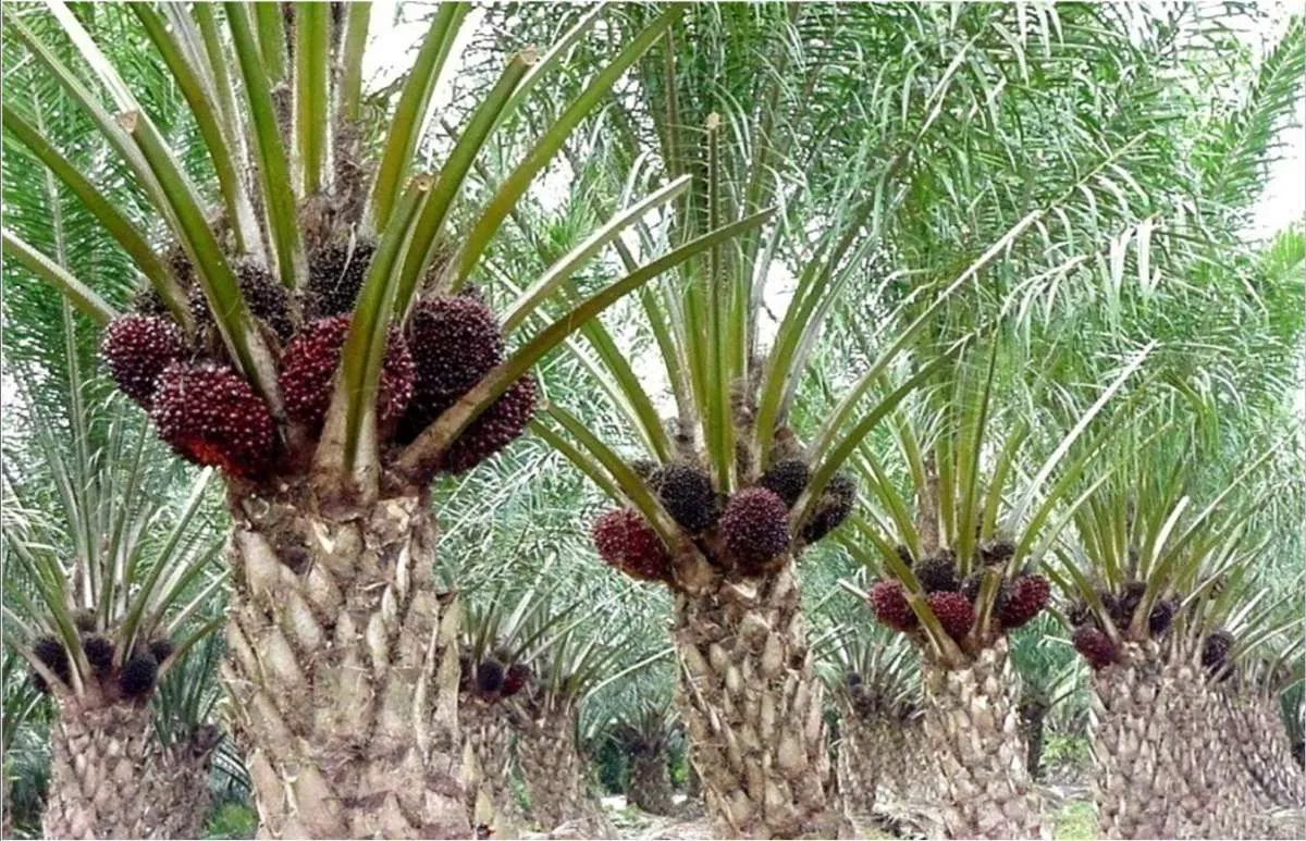 Penyaluran Kredit Perbankan ke Industri CPO Tembus Rp 374 Triliun di Kuartal III 2022
